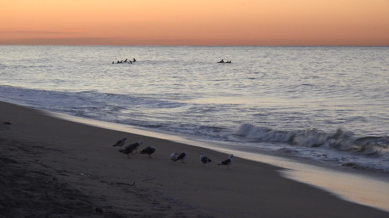 Low wave breaking at sunset with birds along the lower beach.