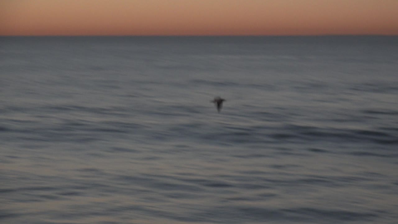Bird silhouette over darker ocean water