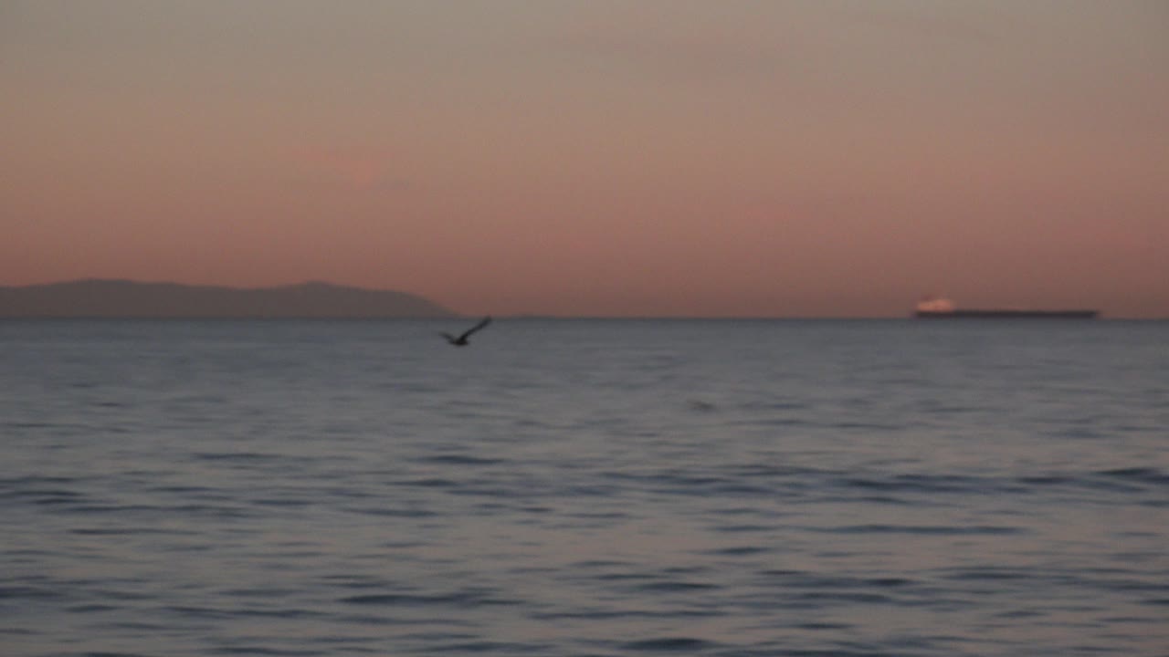 A small dark bird flies above the ocean at Huntington Beach, California, with distant ships on the horizon and no visible people.