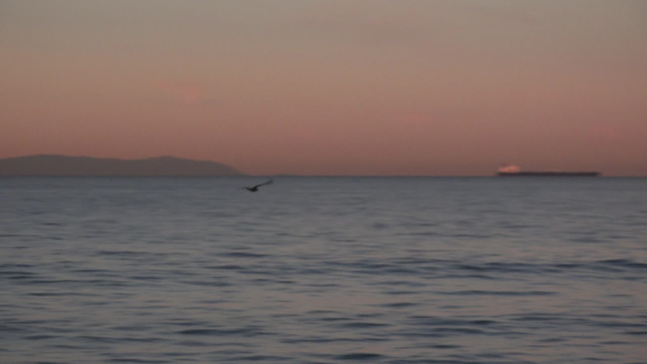 The bird appears low over the Huntington Beach ocean as small waves fill the foreground, with ships spaced across the hazy horizon and no visible people.