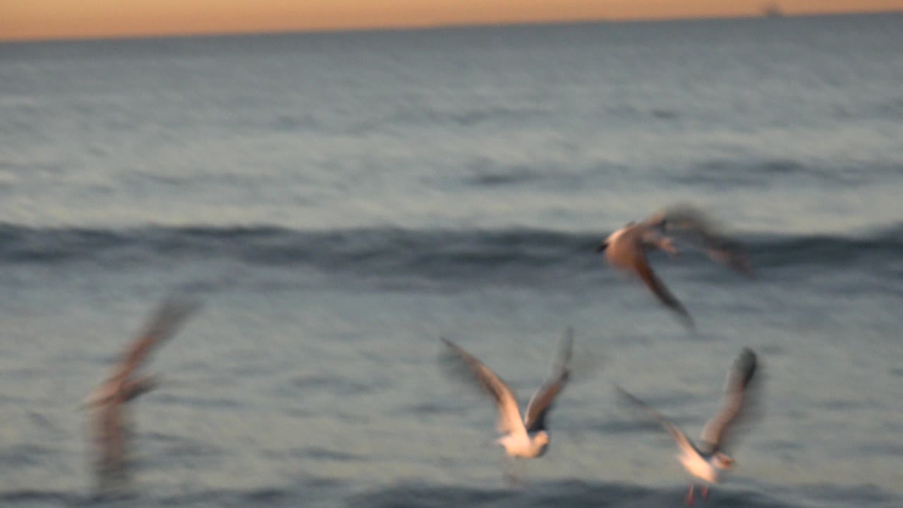 Seagulls flying low over ocean waves at sunset.