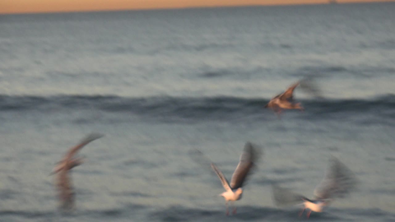 Seagulls pass across a darker band of breaking waves at Huntington Beach, California, with motion blur on the closest birds and no visible people.