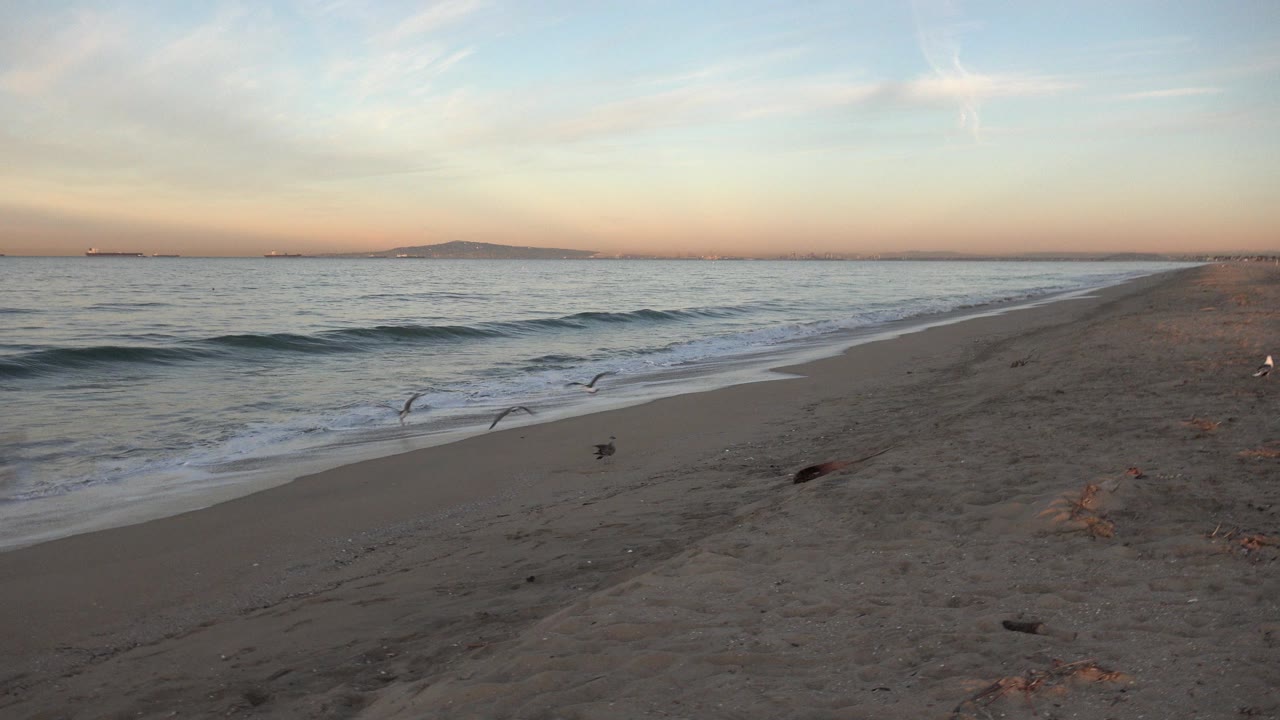 Seagulls on a sandy shoreline with small waves at sunset.
