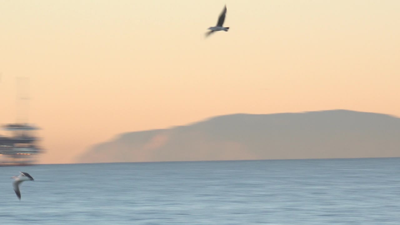 Seagulls over calm ocean with mountains in soft light