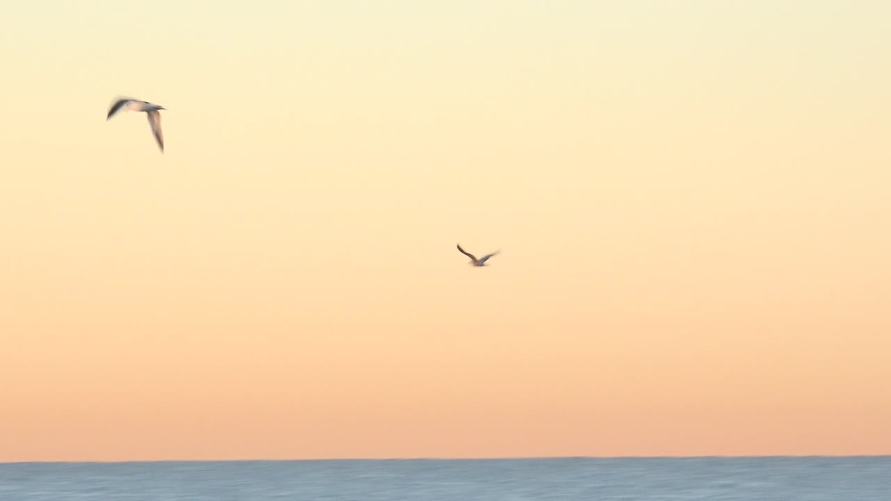Birds appear spread across the pale orange sky above a flat ocean horizon in Huntington Beach, California, with no visible people.