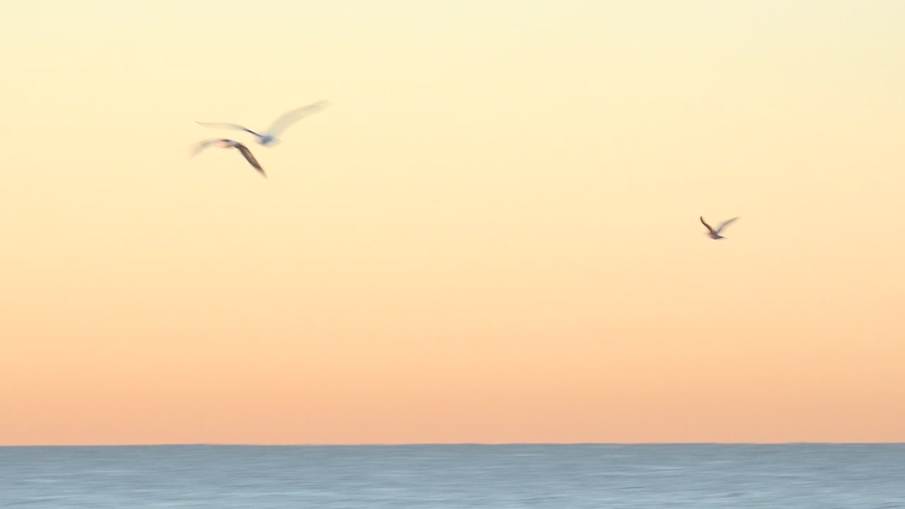 Birds flying over a sunset ocean horizon.