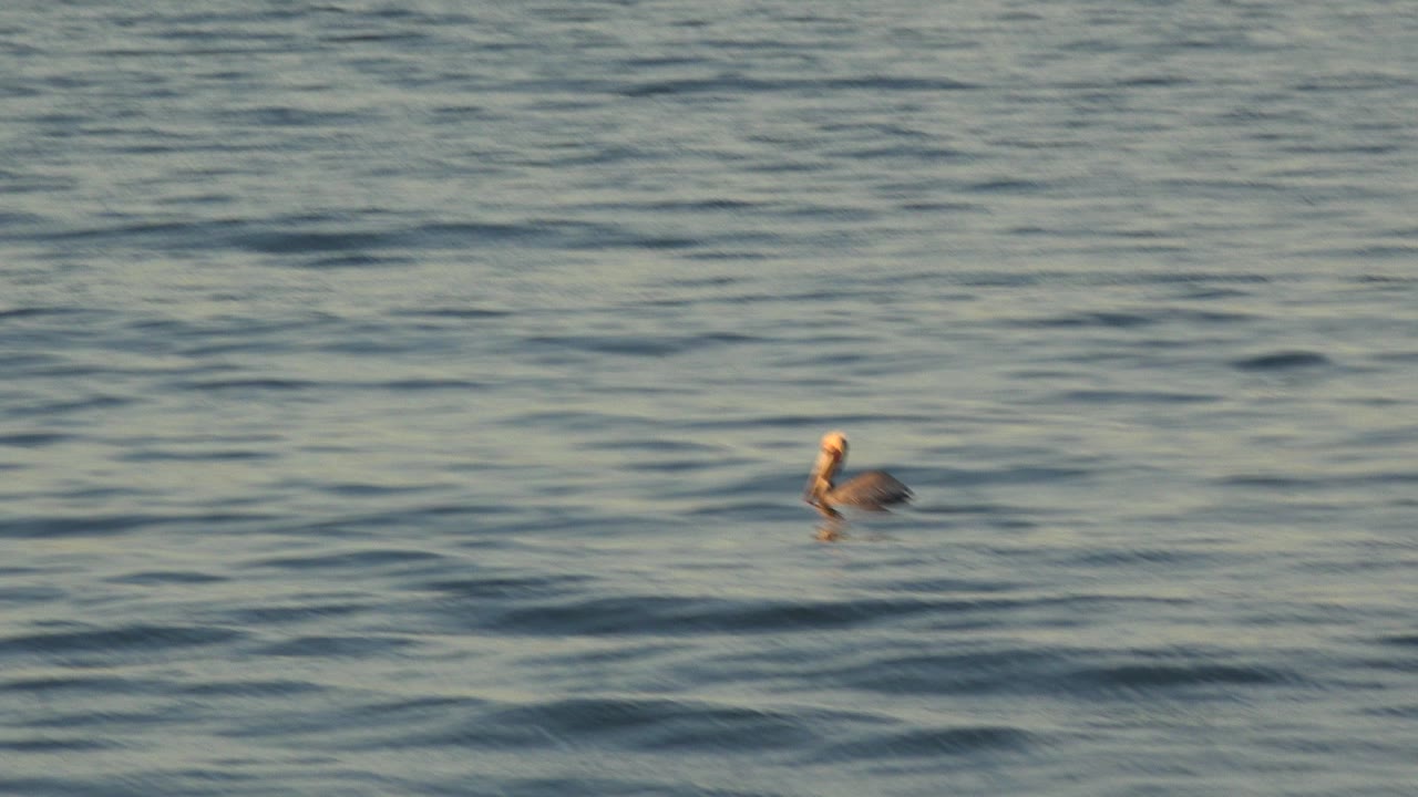 Lone water bird floating on rippled ocean water.