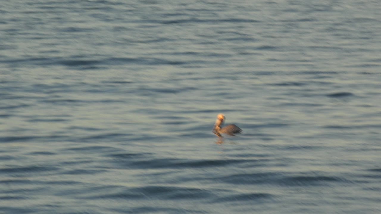 One second in, the bird remains small in frame near the center of the Huntington Beach water, surrounded by layered ripples and no visible people.