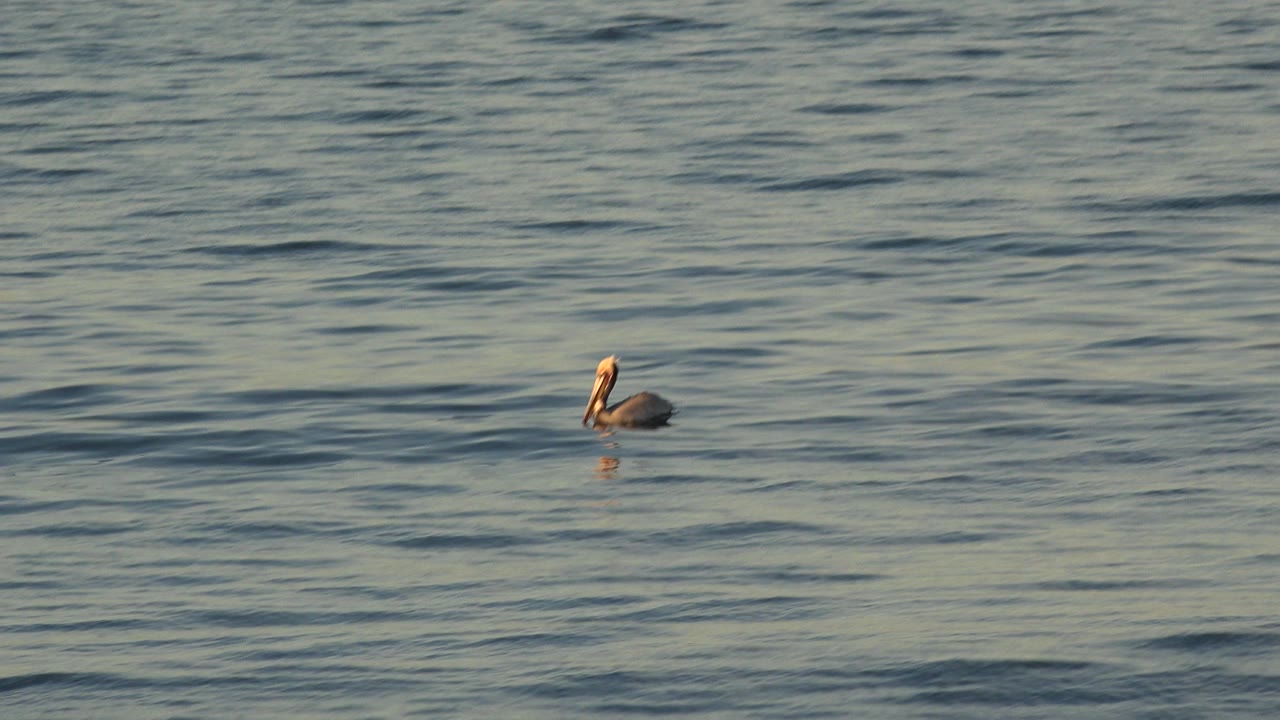 A lone waterbird sits left of center on blue-green water in Huntington Beach, California, with small surface ripples and no visible people.