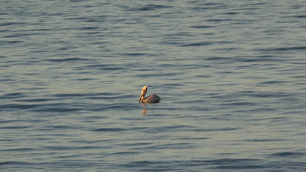 The bird remains near the center of the Huntington Beach water frame, surrounded by darker ripple bands and no visible people.