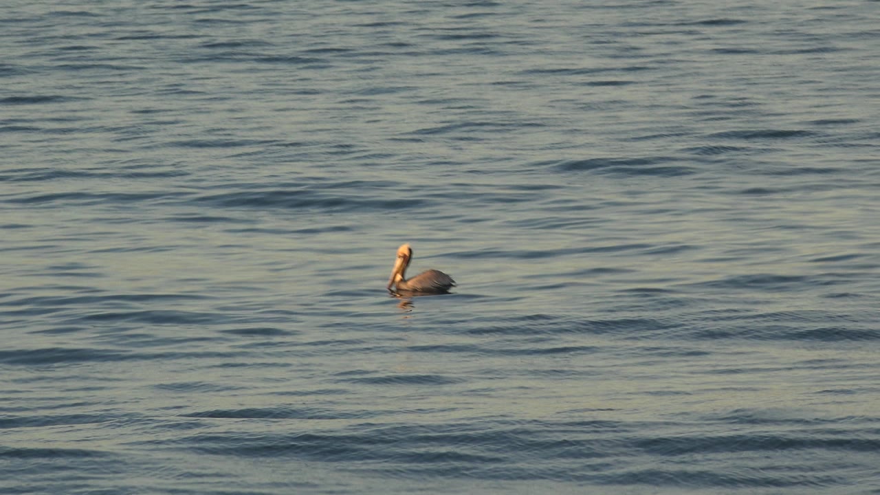 Small waterbird on gently rippling ocean surface.