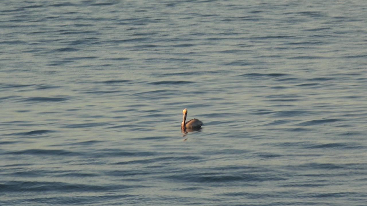 A large seabird floats near the upper left of rippled ocean water in Huntington Beach, California, with no visible people.