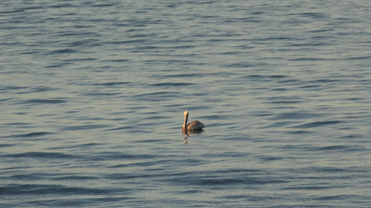 A large seabird sits low on blue-green ocean water near the center of the Huntington Beach frame, with no visible people.