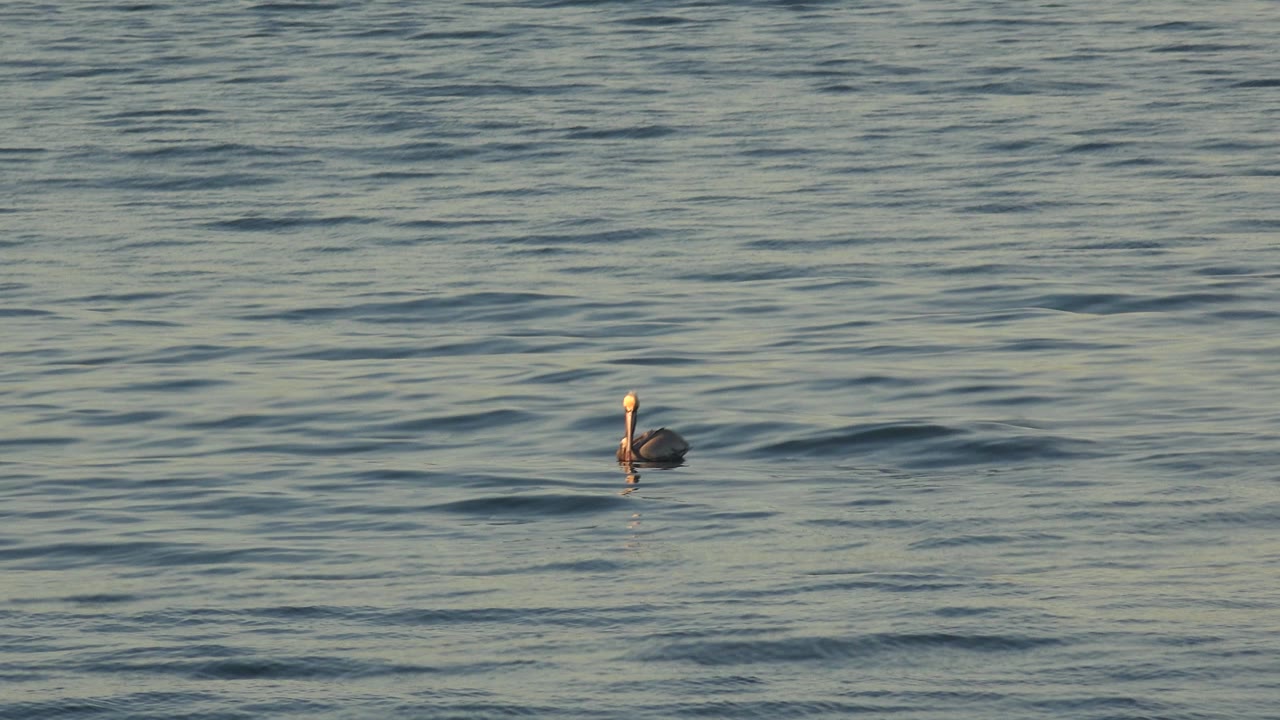 Large seabird floating on open water with small waves.