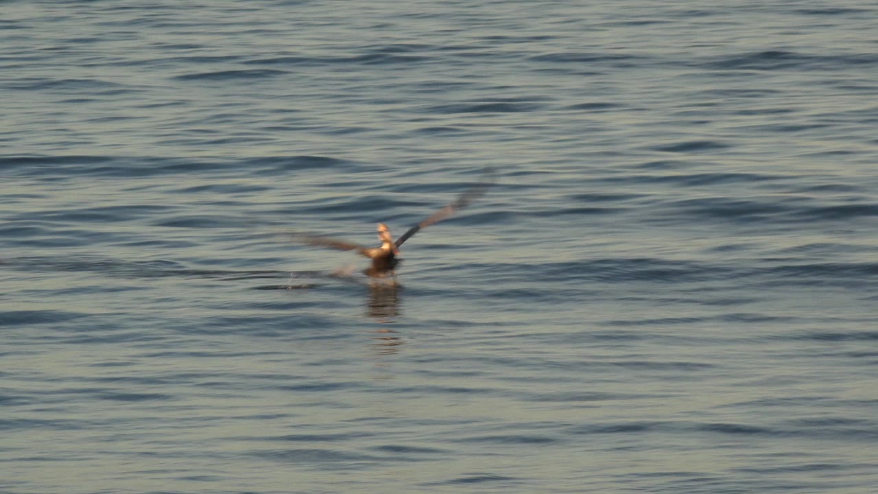 A bird flies low over rippled ocean water in Huntington Beach, California, with no visible people in the frame.