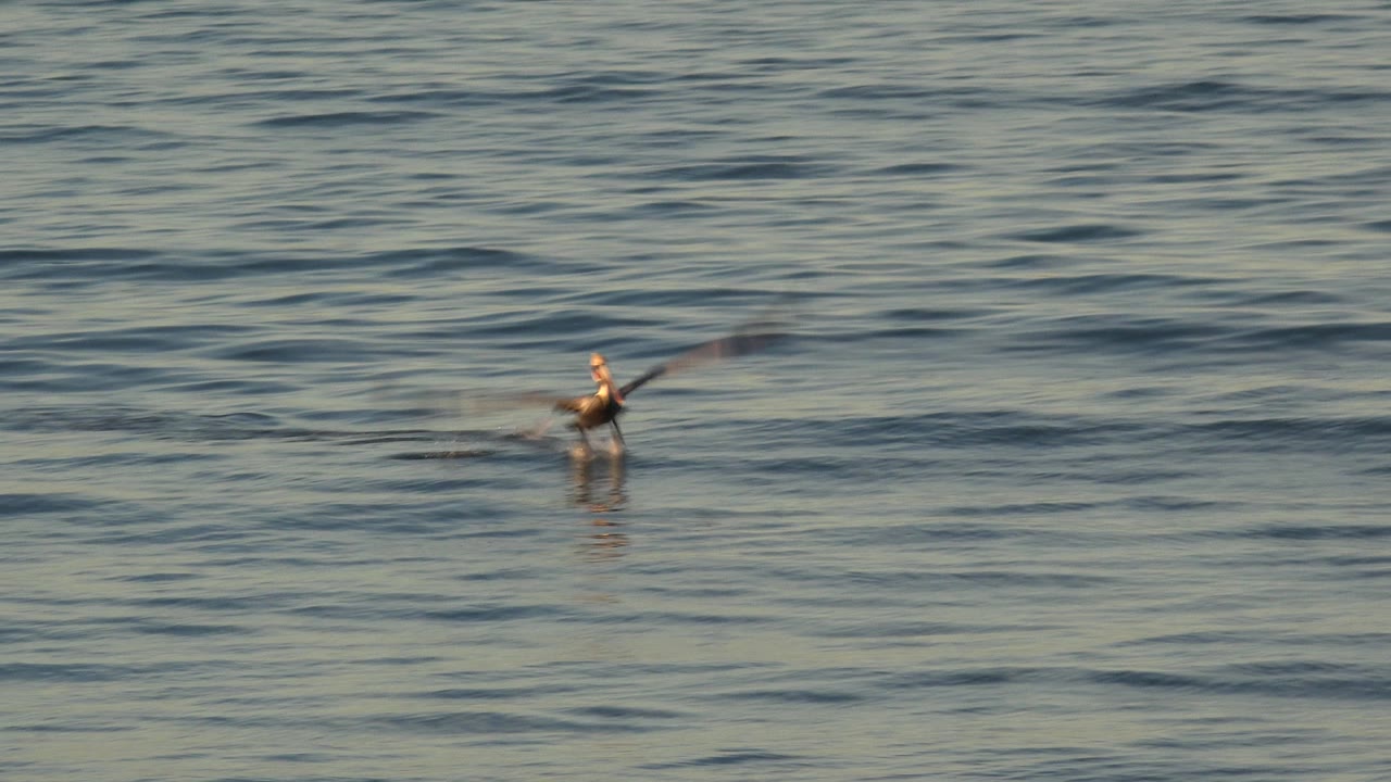 The bird appears near the center of the frame over calm Huntington Beach ocean water, with wings blurred from flight and no visible people.