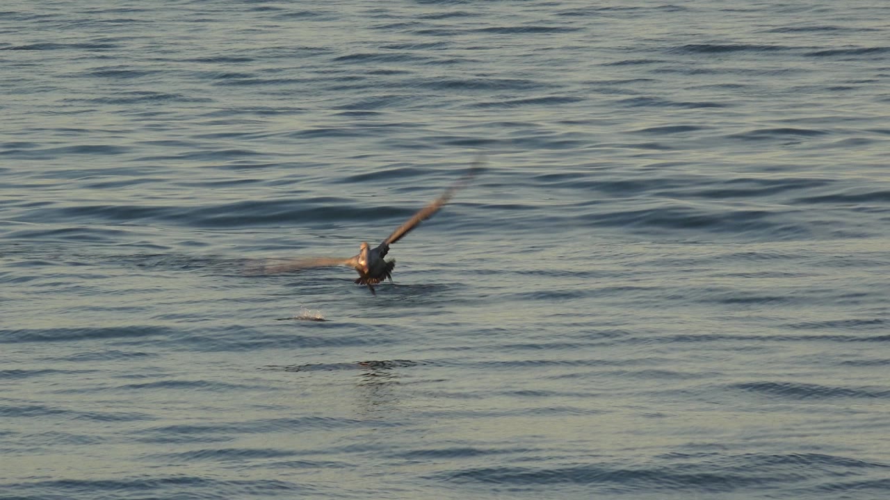 Bird gliding over small ocean swell