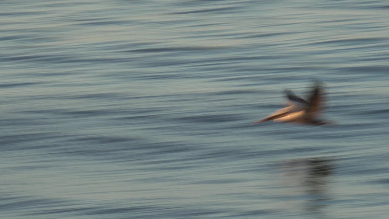 A brown pelican flies low over rippled ocean water at Huntington Beach, California, with warm light on its body and no visible people.