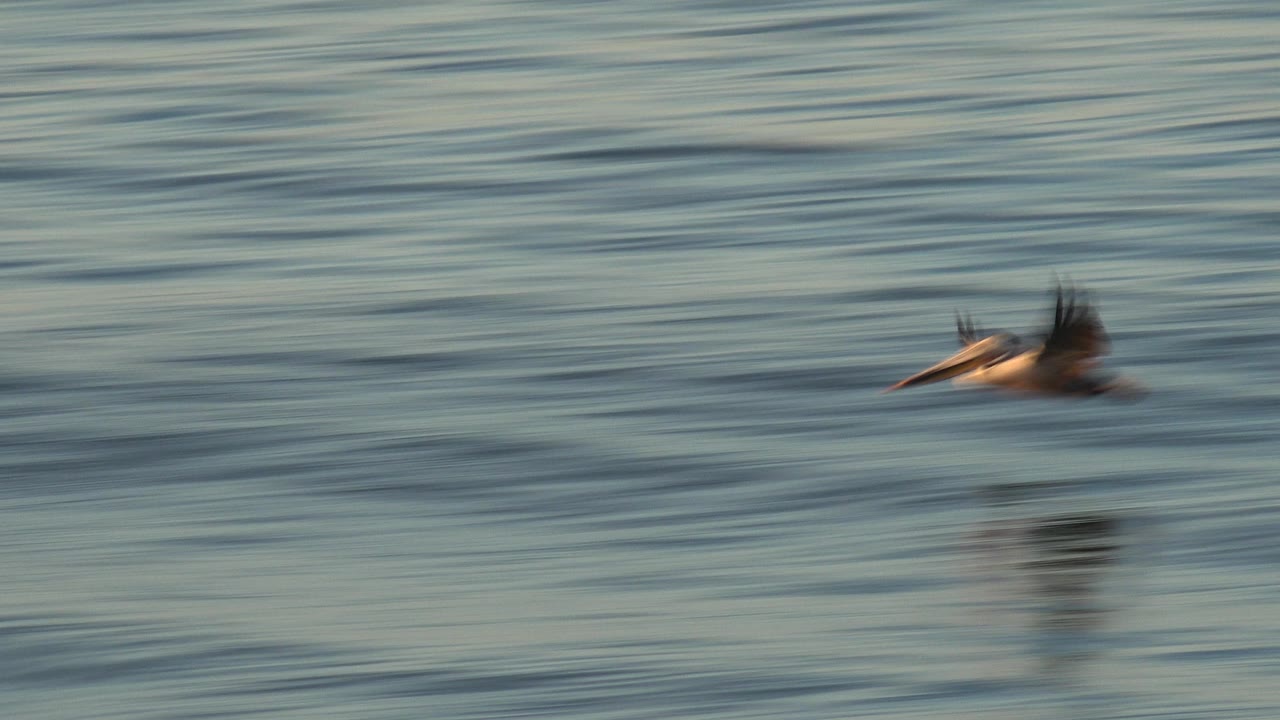 A pelican moves across blue green ocean ripples at Huntington Beach, California, with motion blur in the wings and no visible people.