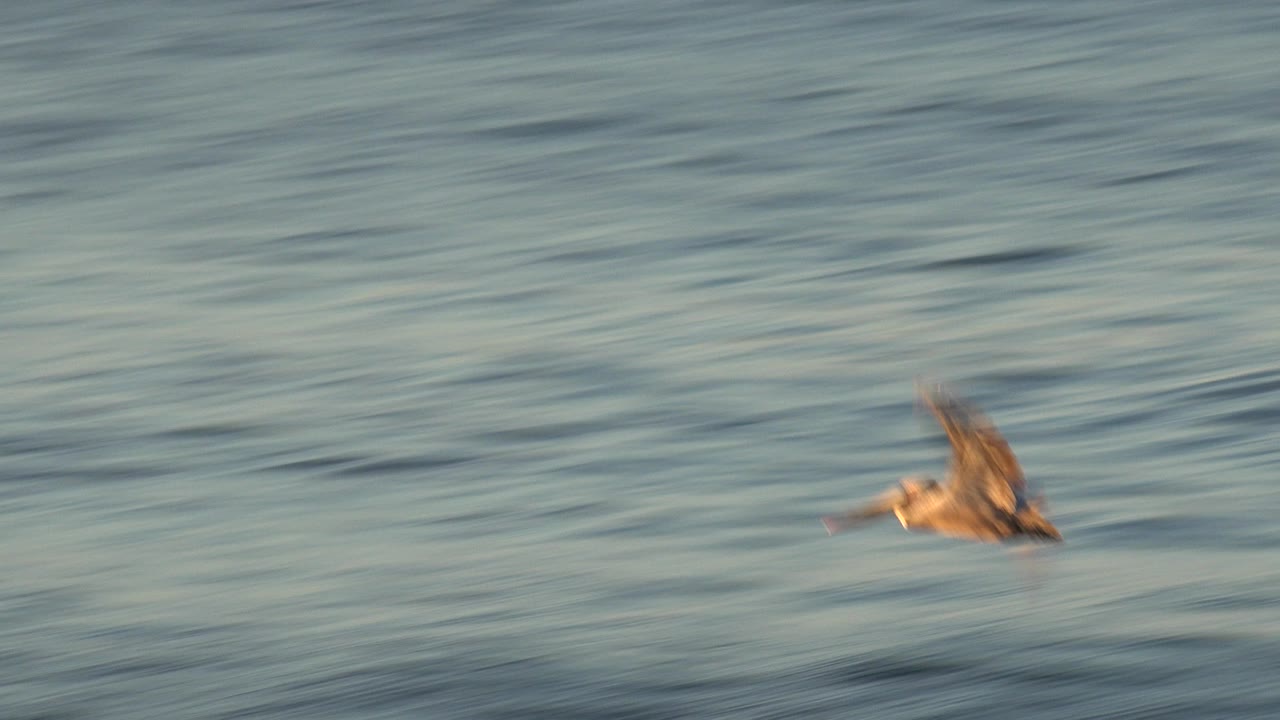 Pelican gliding just above the water surface