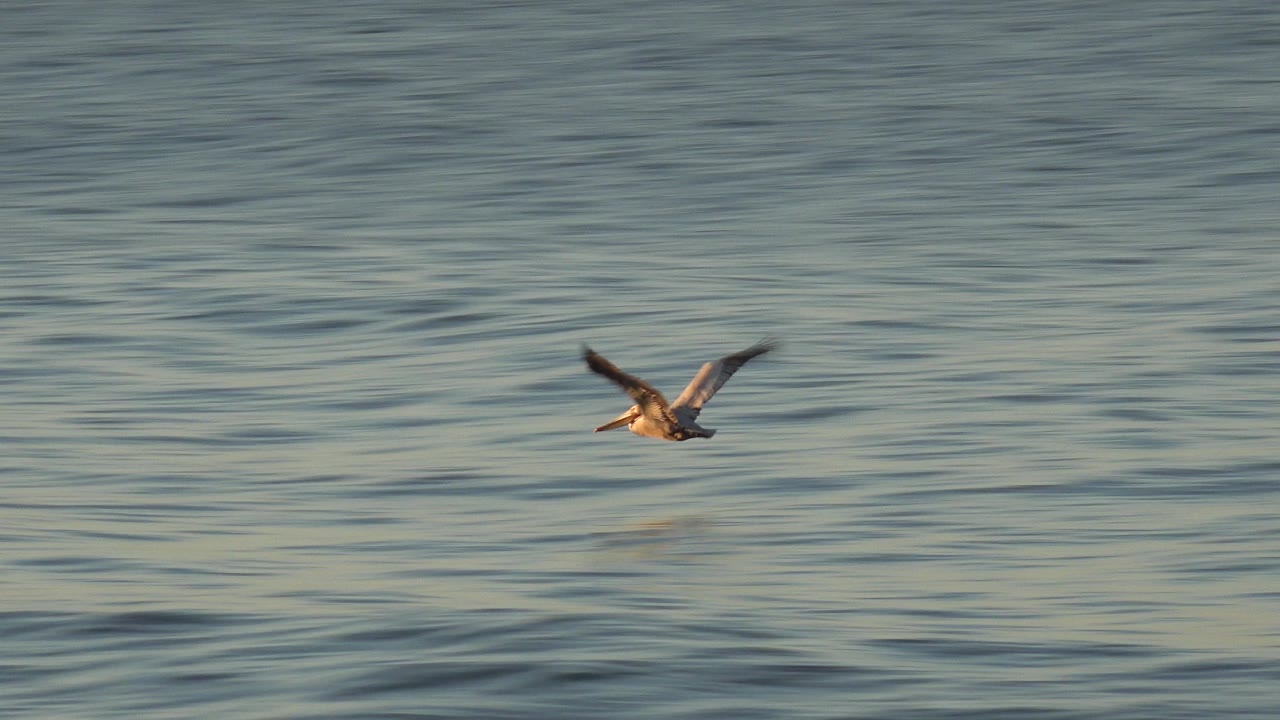 A seagull flies across blue-green ocean water at Huntington Beach, California, with warm sunset light on the waves and no visible people.