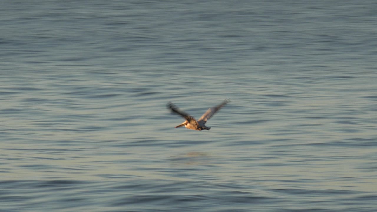 A seagull appears near the center of the frame over layered ocean ripples at Huntington Beach, California, with muted blue water and no visible people.