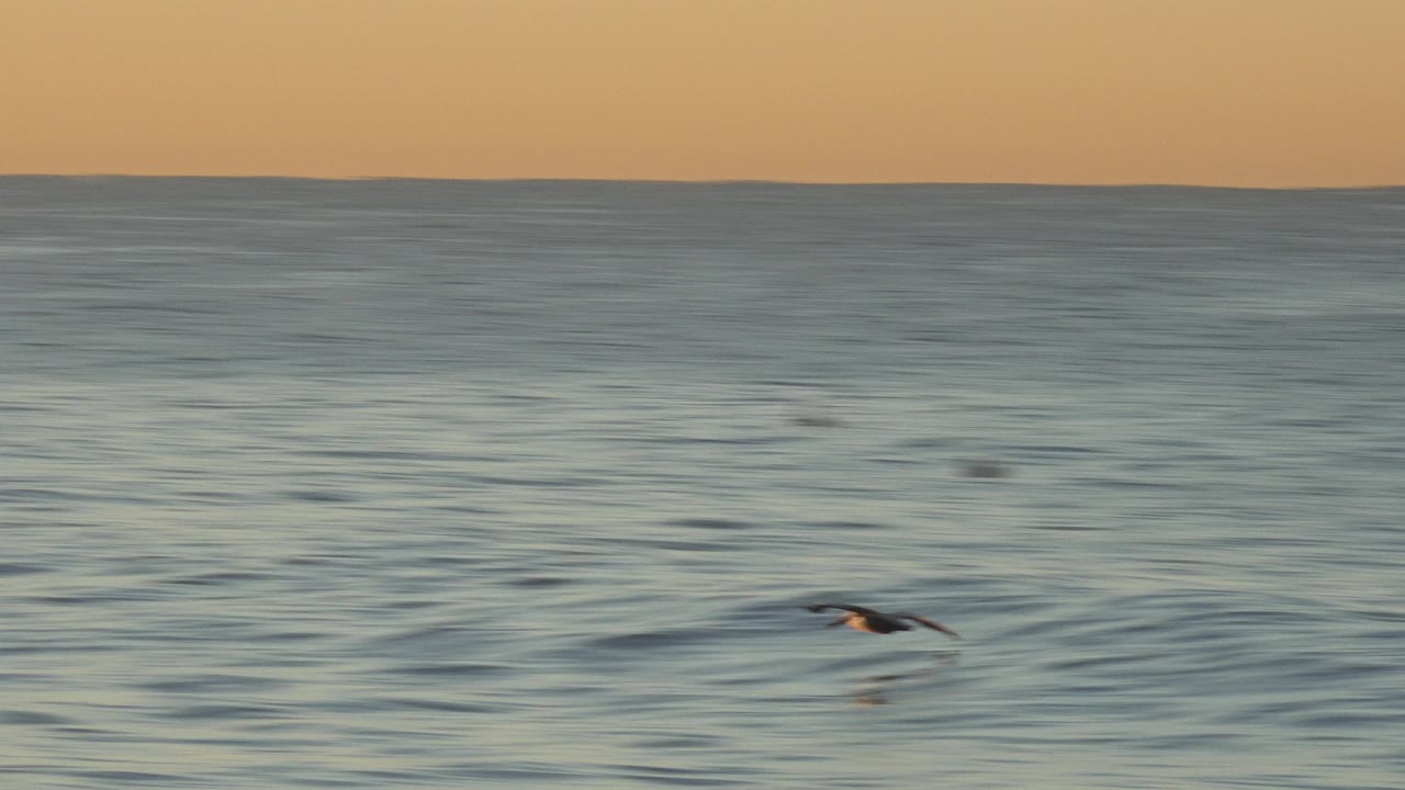 Dark bird flying low over rippled ocean water in Huntington Beach, California, with a warm orange sky band and no visible people.