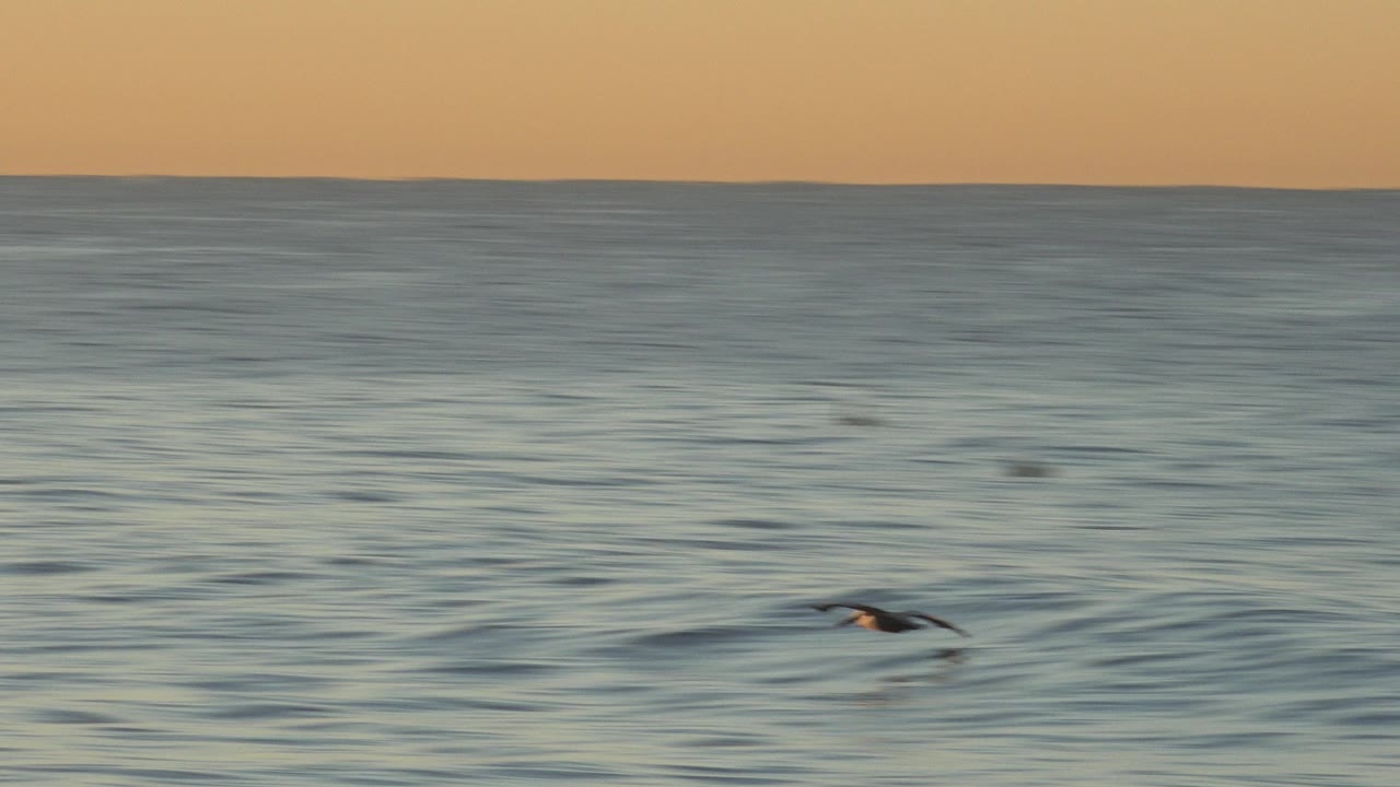 A lone dark bird appears near the center of the Huntington Beach ocean frame, flying just above blue-gray waves with no visible people.