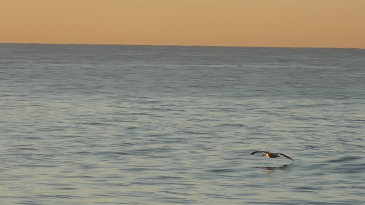 Bird flying near the right side over textured ocean water.
