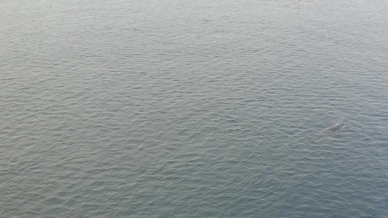 Elevated view of calm Baja California Sur water with a large whale shape faintly visible beneath the surface and no visible people.