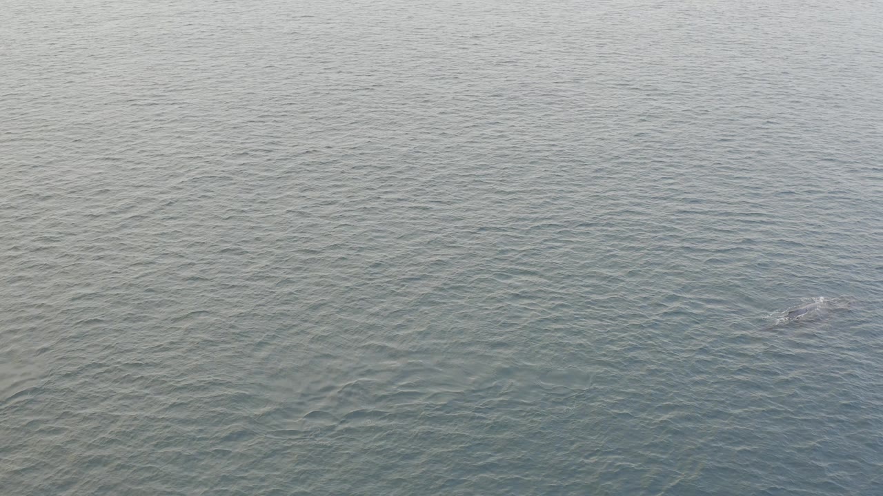 Aerial frame of Baja California Sur ocean water with a small pale surface disturbance near center and no visible people.
