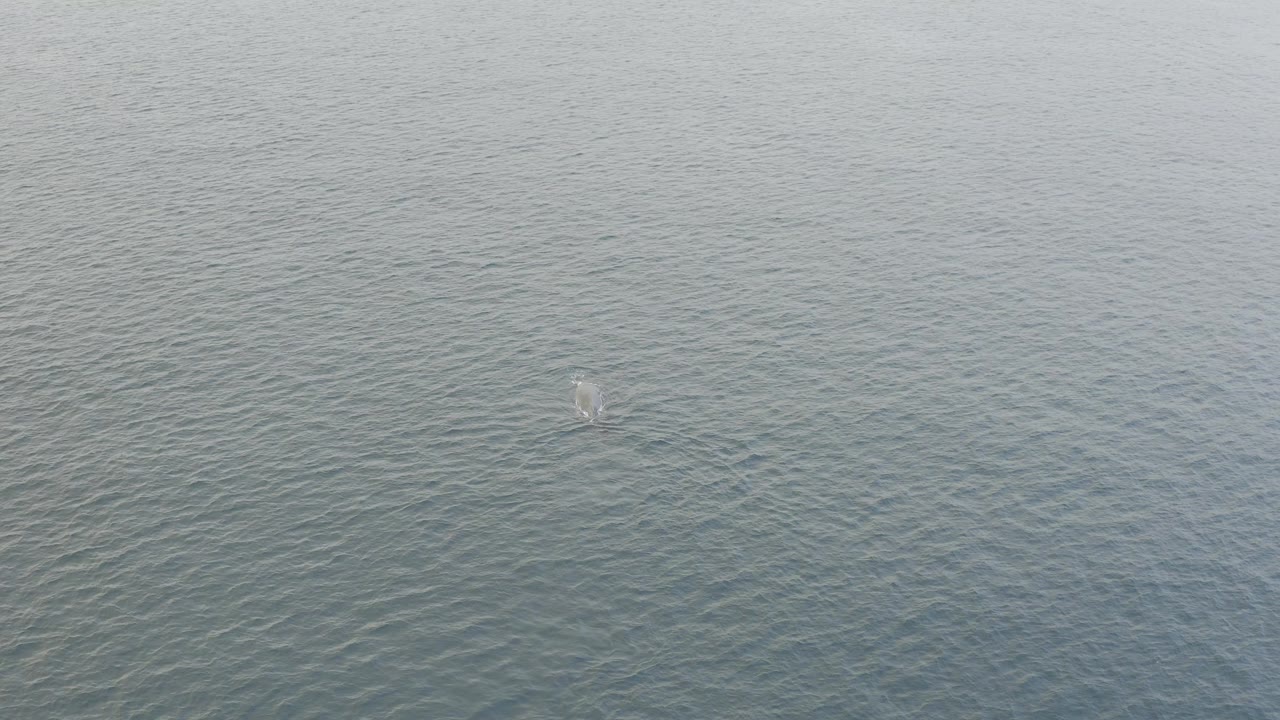Overhead view of gray-green ocean water in Baja California Sur, Mexico, with a small whale disturbance near the upper middle area and no visible people.