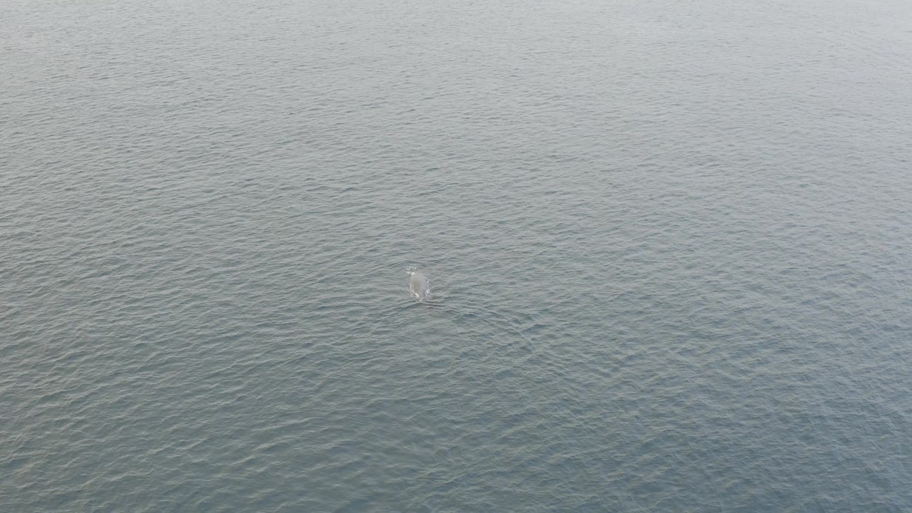 Aerial frame over Baja California Sur water with the whale disturbance slightly clearer near center and broad rippled ocean around it, with no visible people.