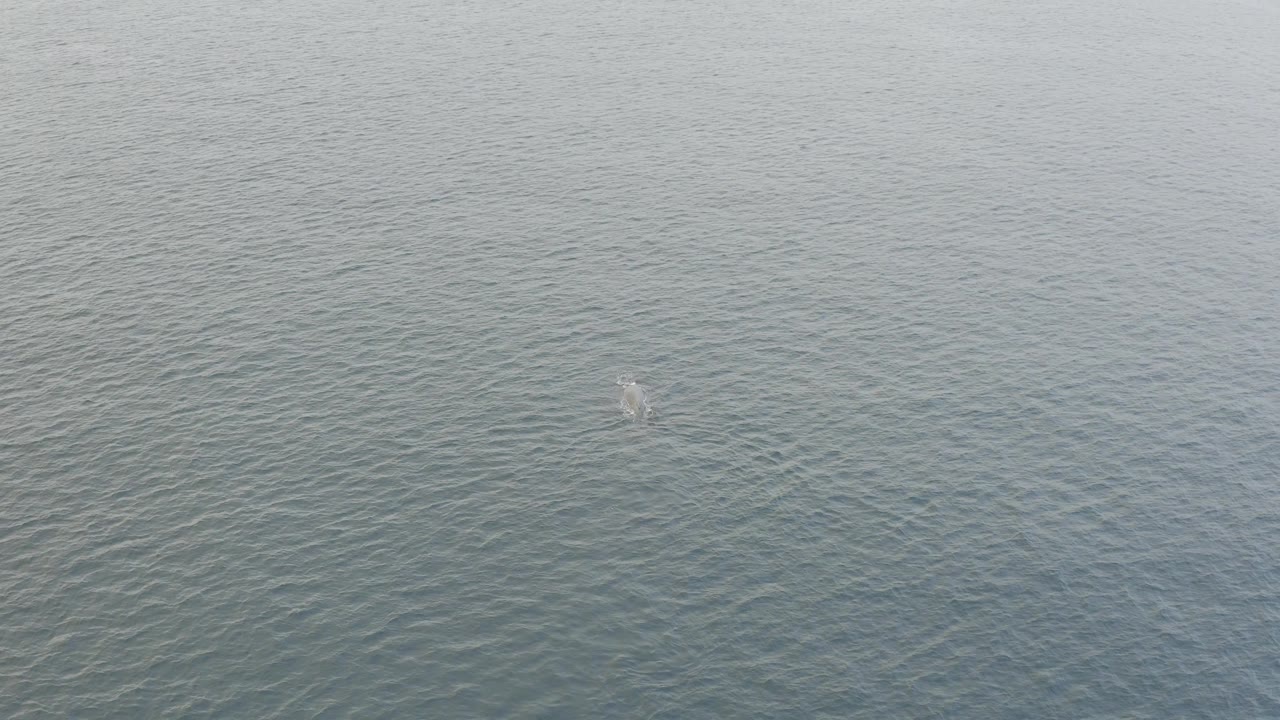 High overhead view in Baja California Sur, Mexico, showing a pale splash or whale surfacing mark near the top center of the gray-green water and no visible people.