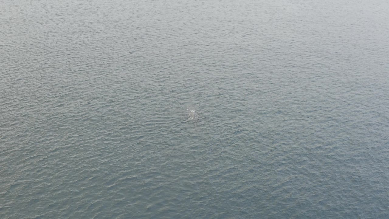 Aerial view of Baja California Sur ocean with faint whale activity left of center, soft surface ripples, and no visible people or vessels.