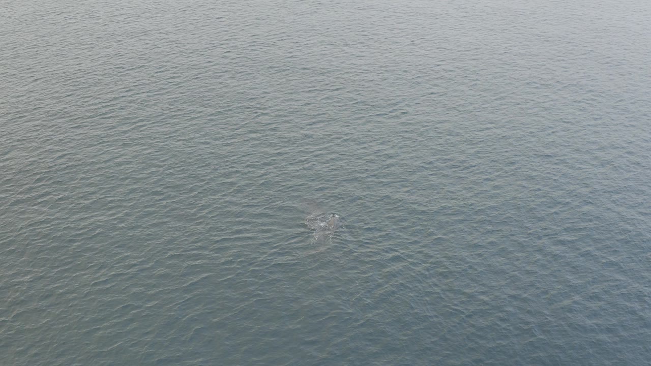 Aerial view in Baja California Sur of a whale faintly visible beneath rippled blue-green ocean water, with no visible people.
