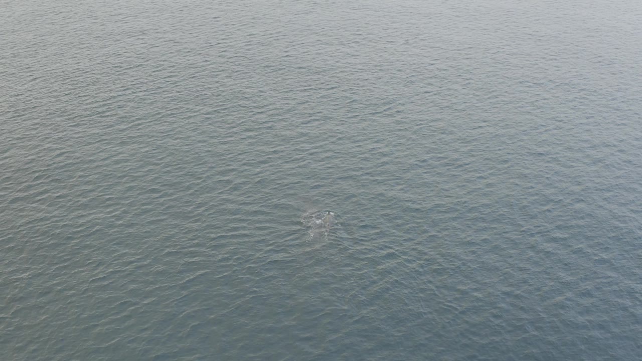 Aerial frame from Baja California Sur with the whale closer to the surface and light ripples spreading around it in open water, with no visible people.