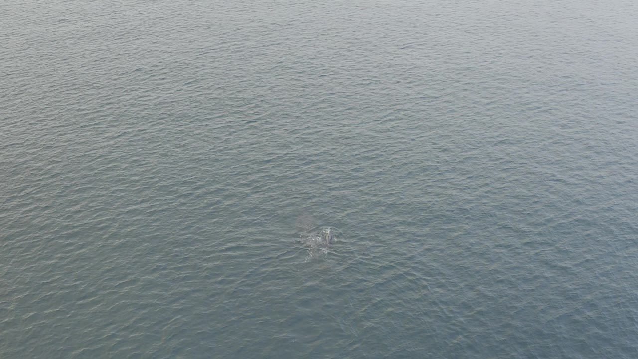 Overhead Baja California Sur ocean view with the whale trace beneath the surface and a faint circular disturbance on the water, with no visible people.