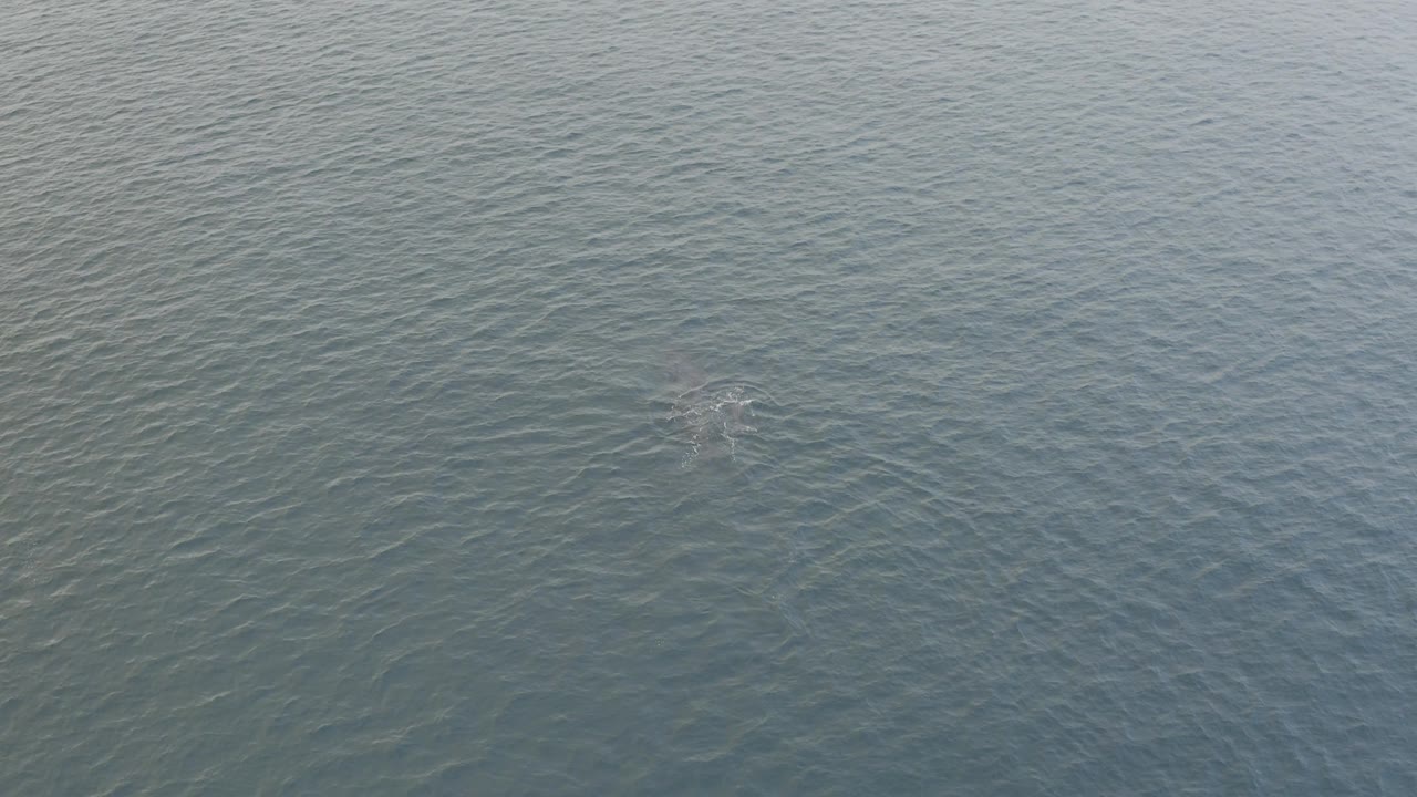 Aerial Baja California Sur frame showing the whale just under the water, with ripples trailing through the blue-green ocean and no visible people.