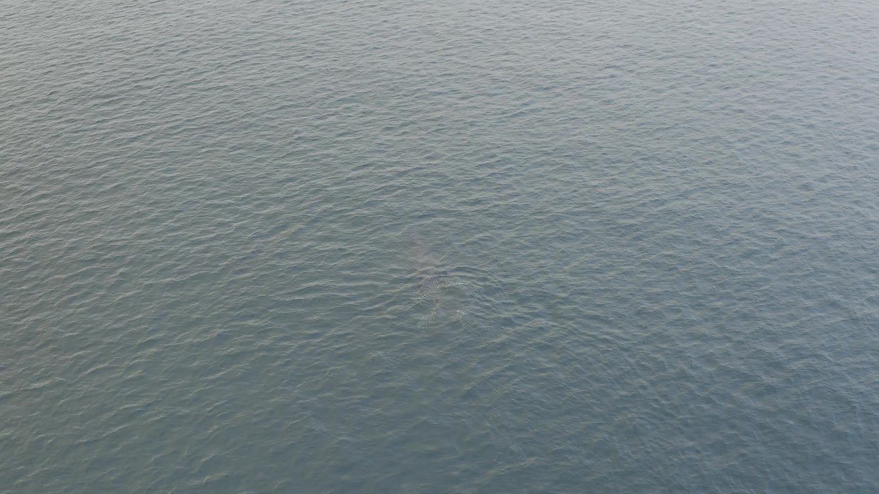 Aerial view of rippling blue-green ocean water in Baja California Sur, Mexico, with the whale not clearly visible yet and no visible people.