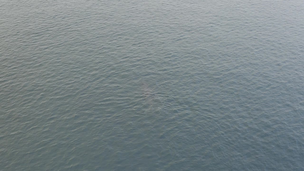Aerial view over Baja California Sur ocean water with a faint whale shape starting to appear below the rippled surface and no visible people.