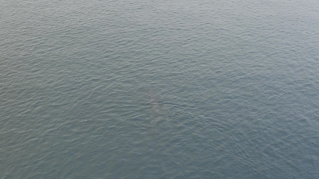 Aerial ocean frame from Baja California Sur showing a faint submerged whale form under textured blue-green water, with no visible people or vessels.