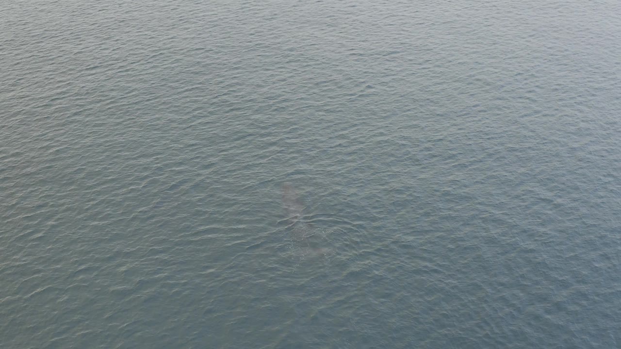 Aerial view of Baja California Sur water with the whale shape more noticeable below the surface toward the lower-left area and no visible people.