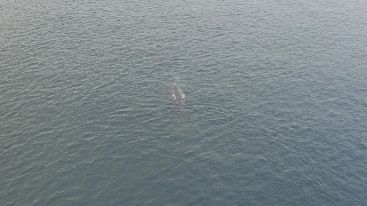 A small gray dolphin appears near the upper left area of rippled blue-green water in Baja California Sur, with no visible people.