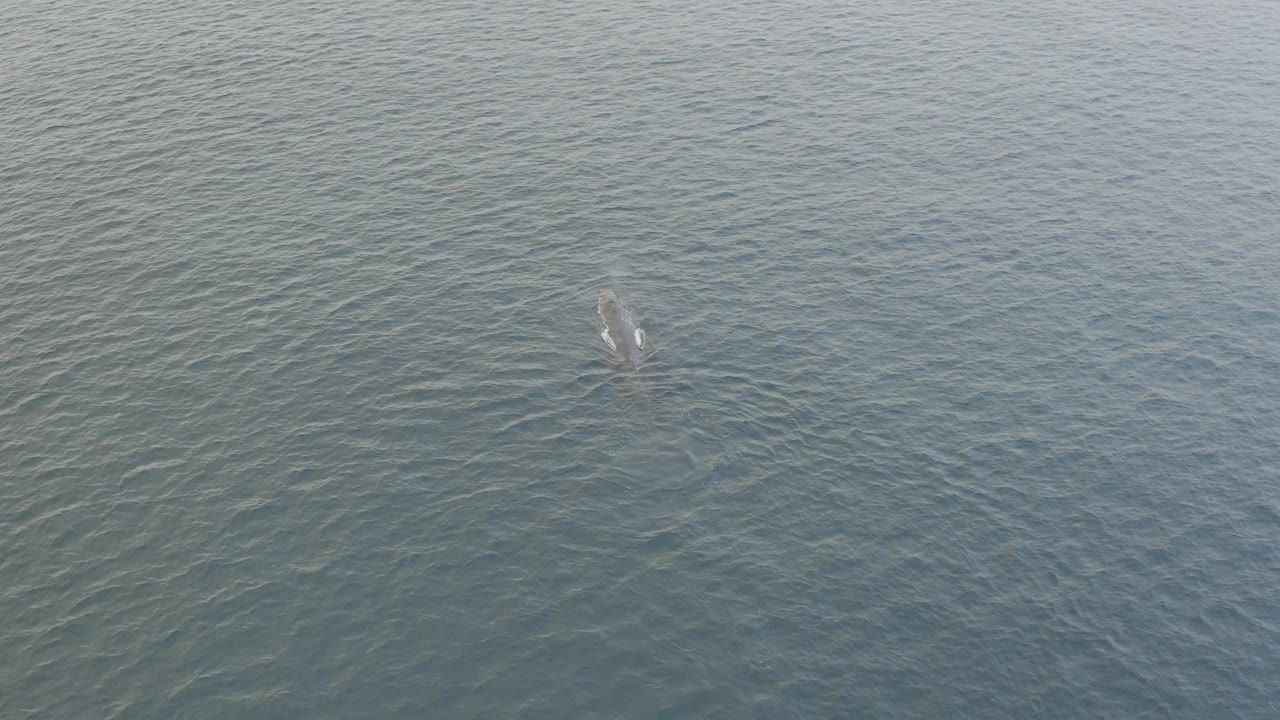 The dolphin is slightly clearer beneath the surface near the center of the overhead water frame in Baja California Sur, with faint white disturbance and no visible people.