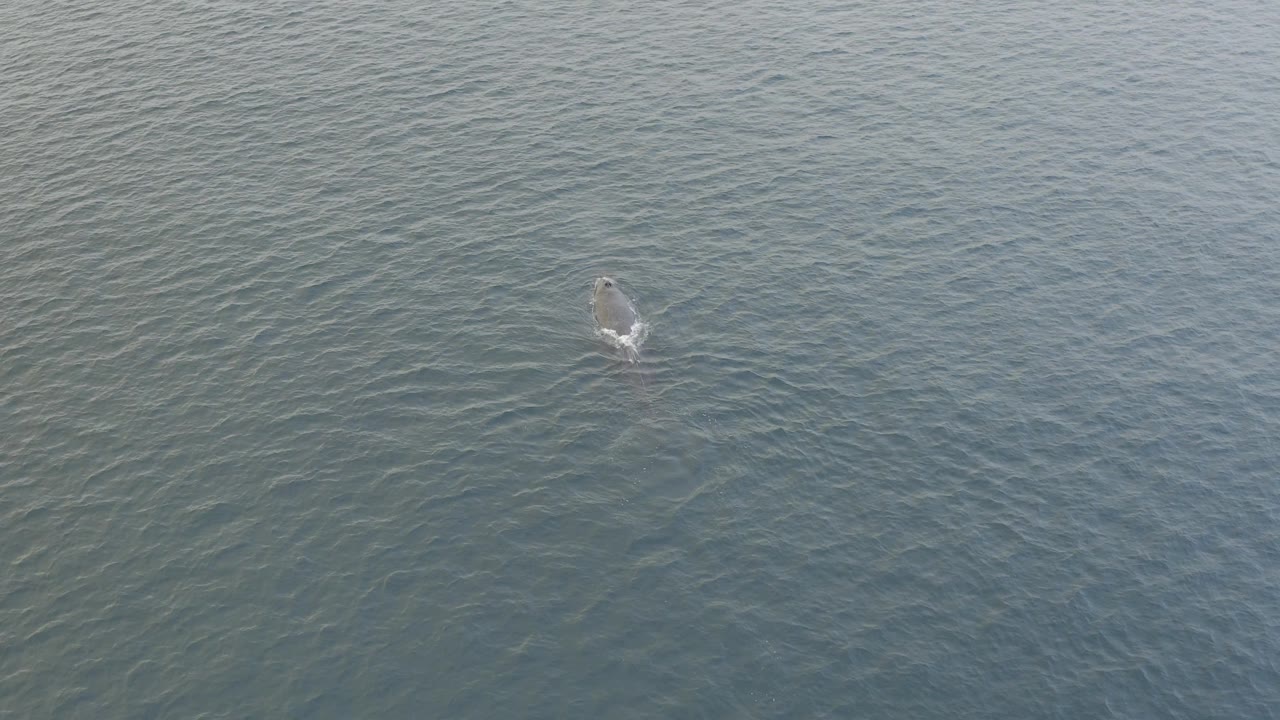 The dolphin sits near the upper right portion of open blue-green ocean in Baja California Sur, with a brighter patch of surface disturbance and no visible people.