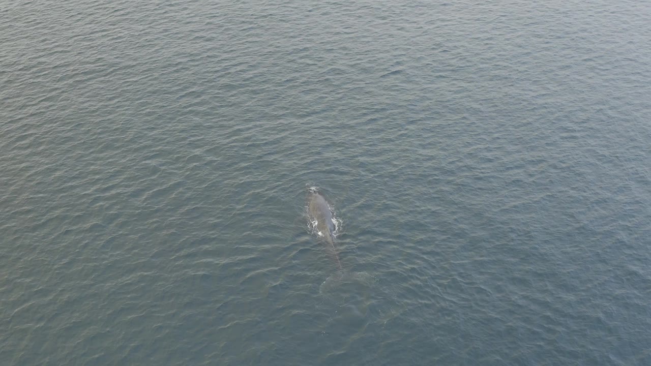 A partly submerged dolphin appears lower in the frame against rippled blue-green water in Baja California Sur, with muted light on the surface and no visible people.
