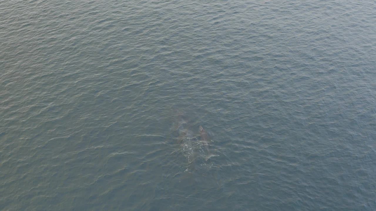 Two dolphins beneath rippled green-blue water