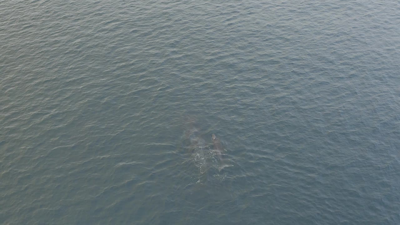 The larger dolphin and calf remain under textured green-blue water in Baja California Sur, Mexico, with faint body shapes visible through the surface and no visible people.