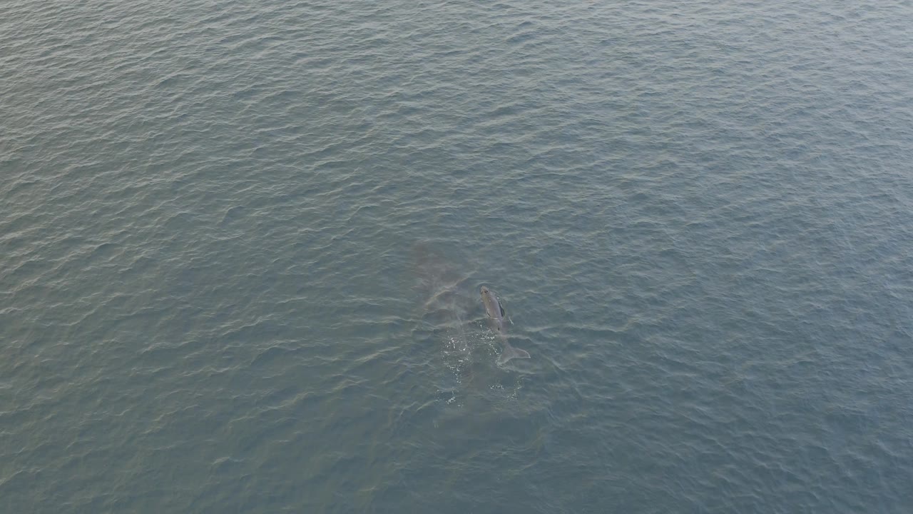 A dolphin and calf show as muted gray forms below the rippled water surface in Baja California Sur, Mexico, with the pair shifted slightly across the frame and no visible people.